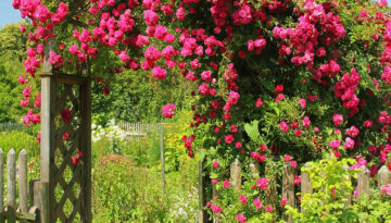 The Peggy Martin Rose grows excellently in the Coastal Bend region.