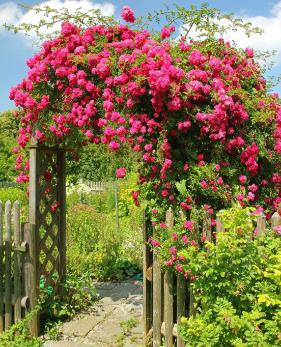 The Peggy Martin Rose grows excellently in the Coastal Bend region.