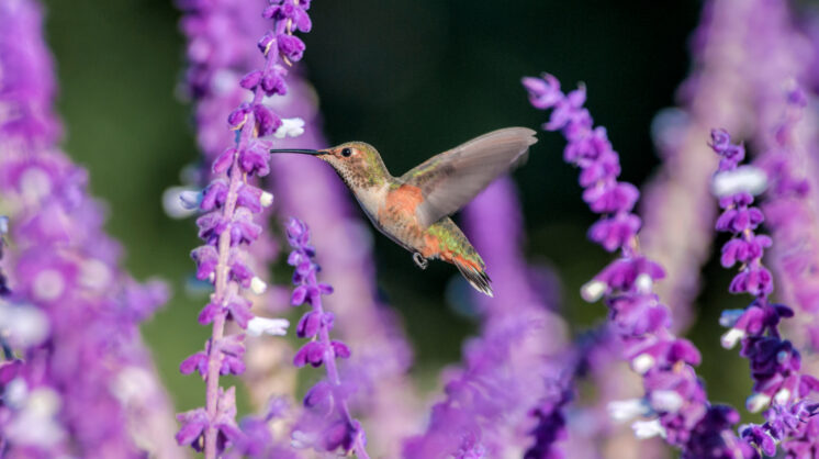 Salvia flowers with hummingbird