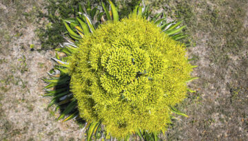 Century plant top view