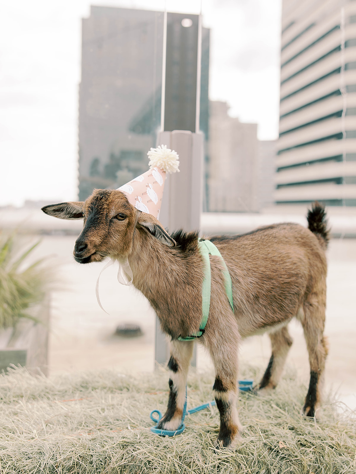 Nothing says party animal quite like a rooftop petting zoo complete with goats, chickens and ducks!