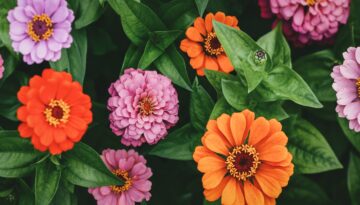 Pink and Orange Zinnias