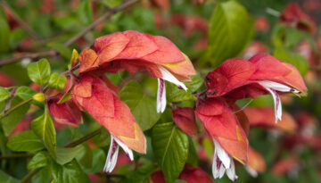 Sydney,Australia,,Justicia,Brandegeeana,Bush,With,Flowers,That,Look,Like