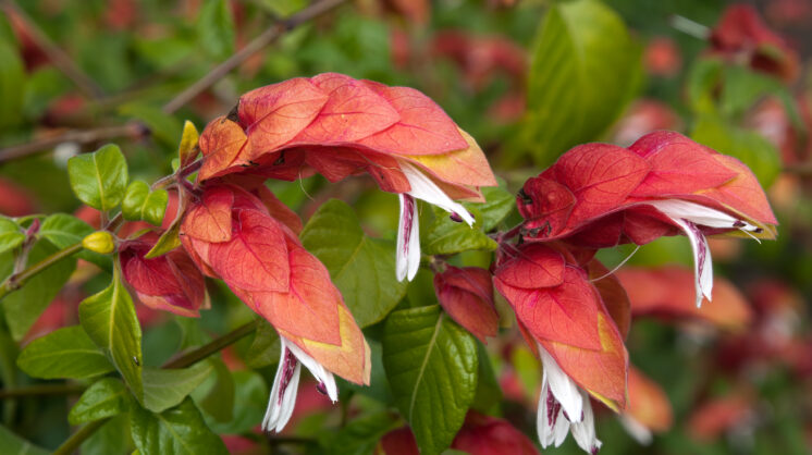 Sydney,Australia,,Justicia,Brandegeeana,Bush,With,Flowers,That,Look,Like