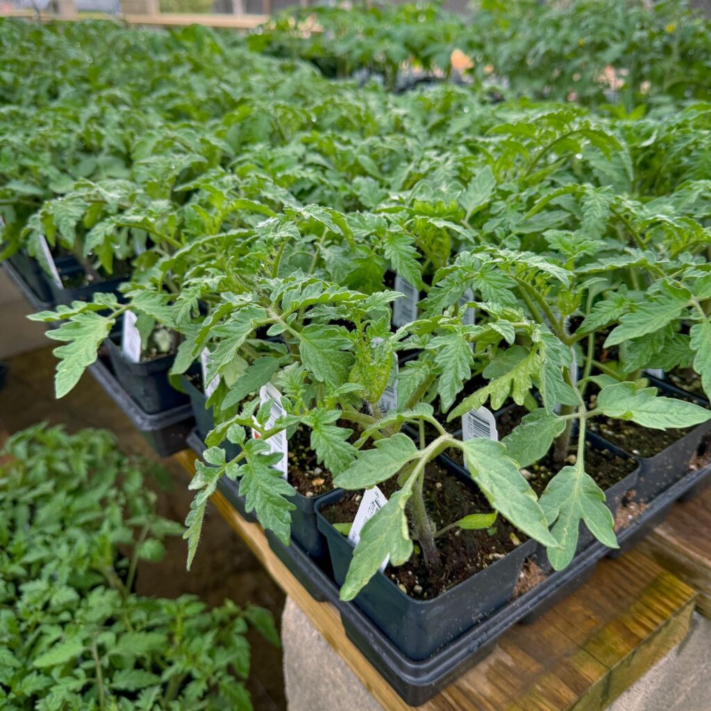 tomato plants in a row at Gill Garden Center + Landscape Co.