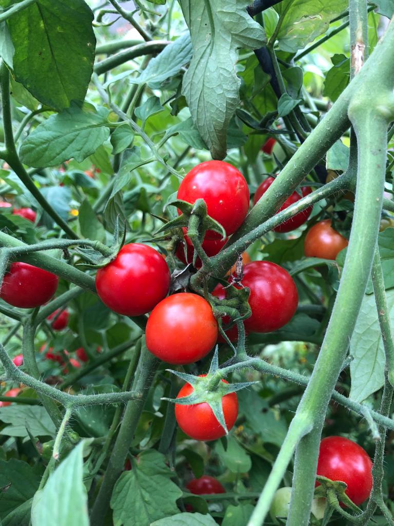 Tomato plants at Gill Garden Center + Landscape Co.