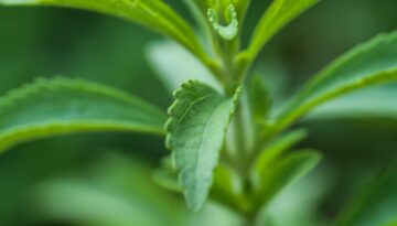 stevia