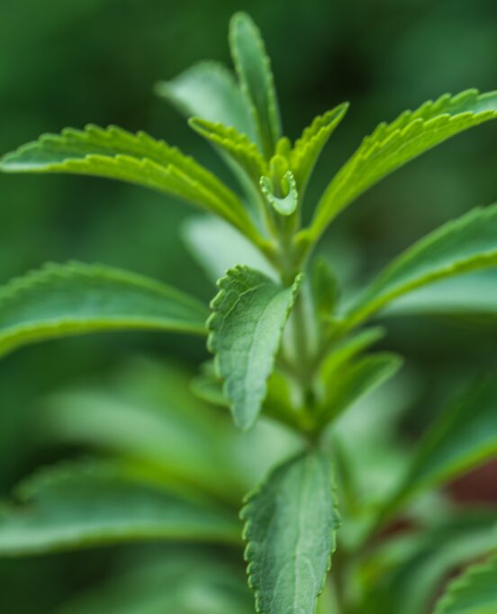 stevia