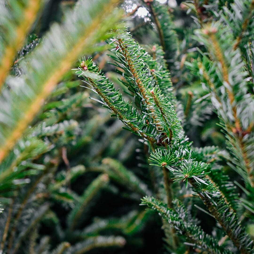 A close-up photo of Christmas tree firs found inside Gill Garden Center.