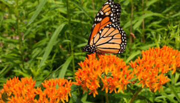 A monarch butterfly sits among orange flowers in a grassy field.