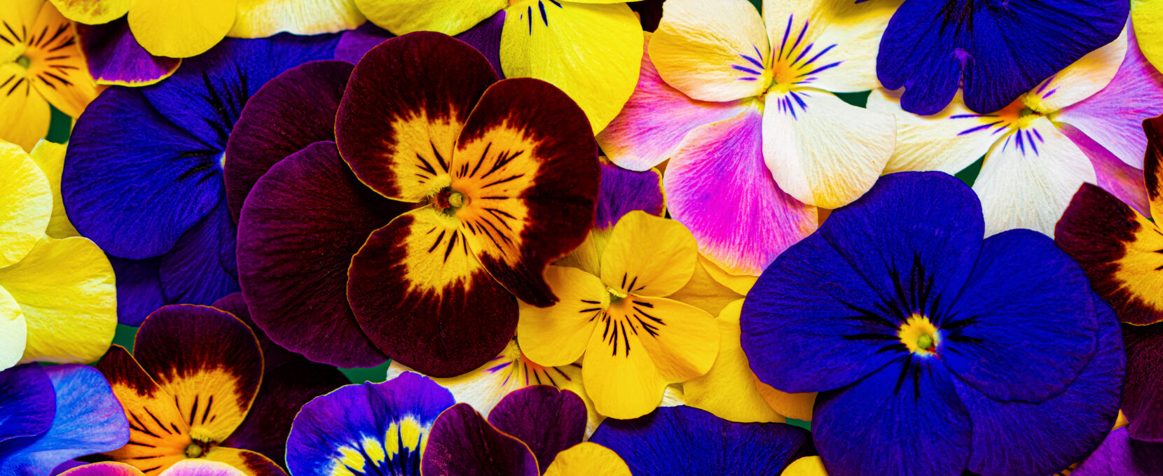 A close-up image of pink, white, blue, yellow and purple pansies.
