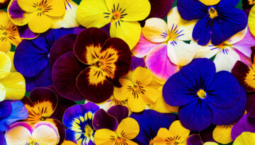 A close-up image of pink, white, blue, yellow and purple pansies.