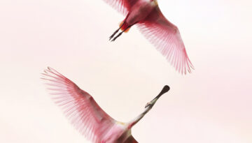 An image of spoonbills flying across a pink sky, taken from underneath the birds.