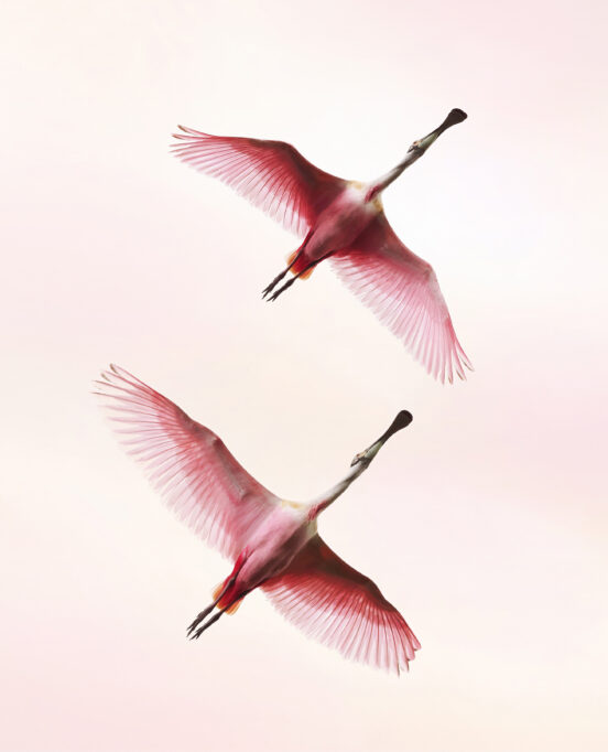 An image of spoonbills flying across a pink sky, taken from underneath the birds.