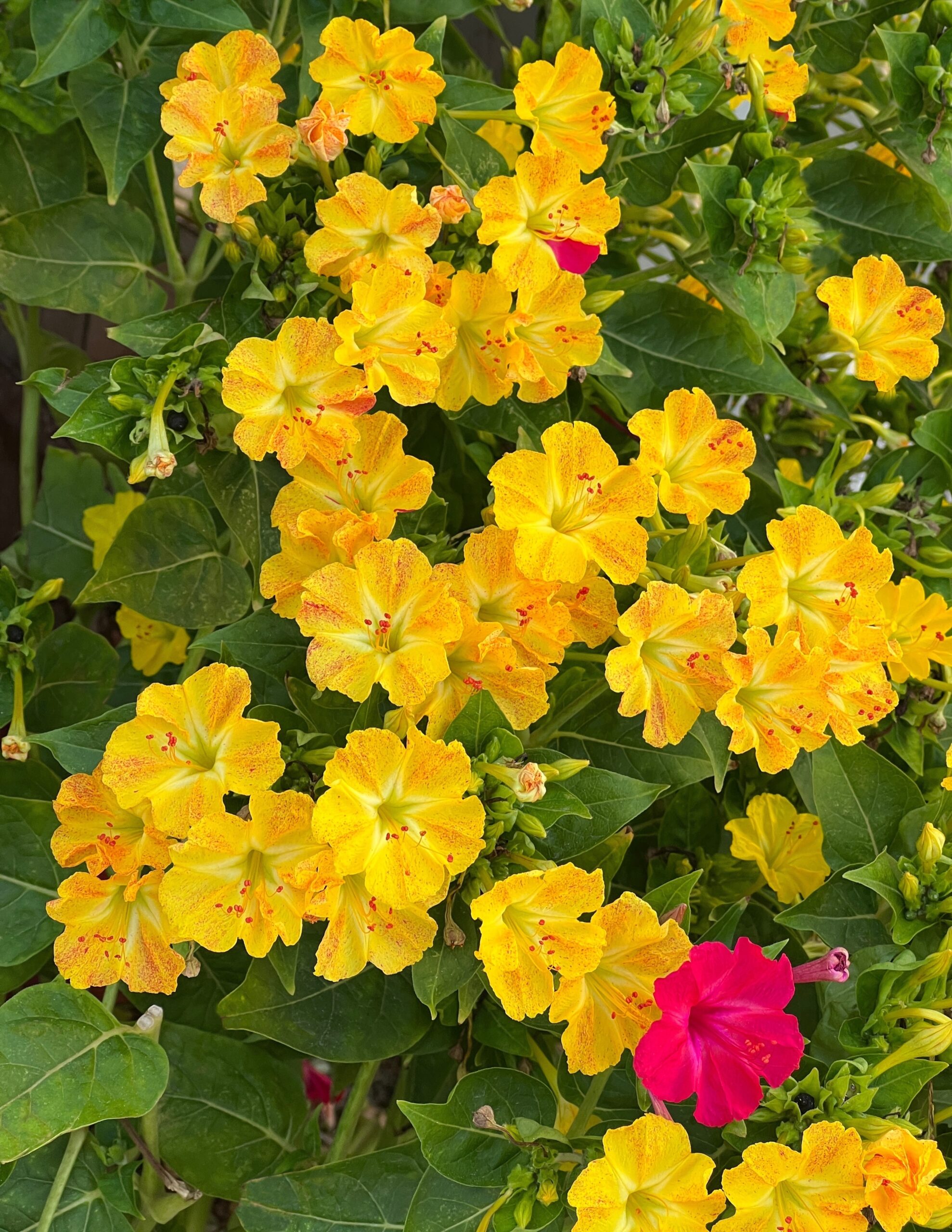 Now Growing: Four O'Clocks - The Bend Magazine