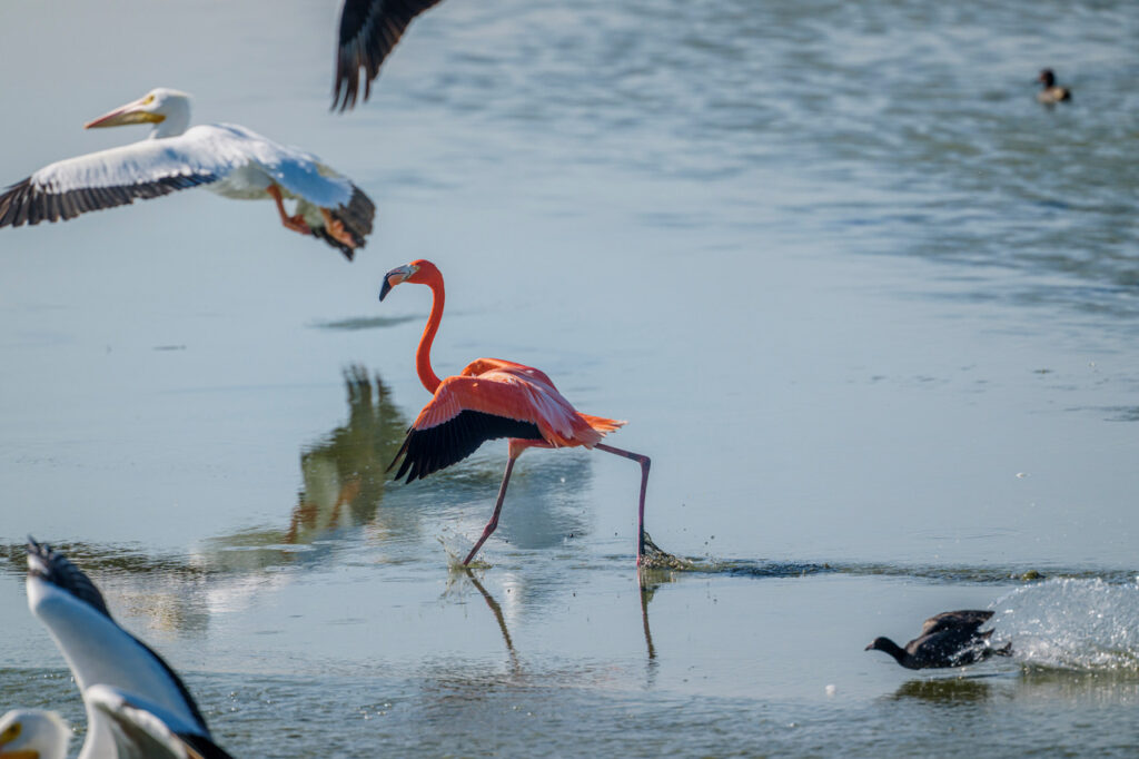 The Port A flamingo walking in the water amid other coastal birds.