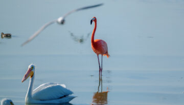 The Port A flamingo walking in the water amid other coastal birds.