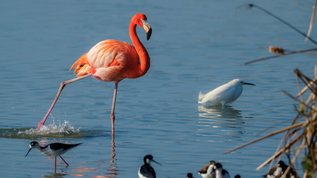 The Port A flamingo walking in the water amid other coastal birds.