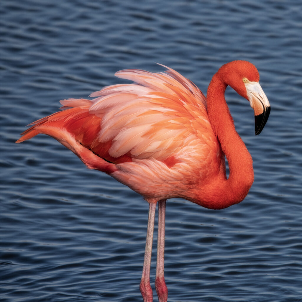The Port A flamingo standing in the water. 