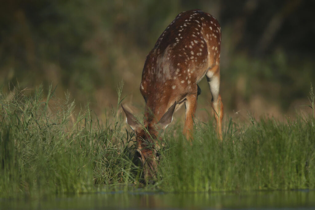 Deer leaning down to drink from body of water. Behind the deer is a blurred, grassy area.