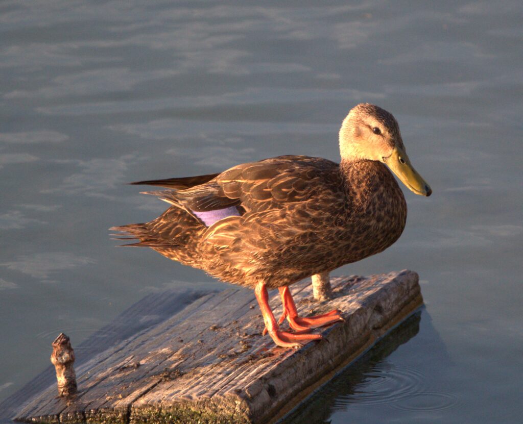 A bird stands on a piece of wood that sits on the surface of the blue-grey body of water,