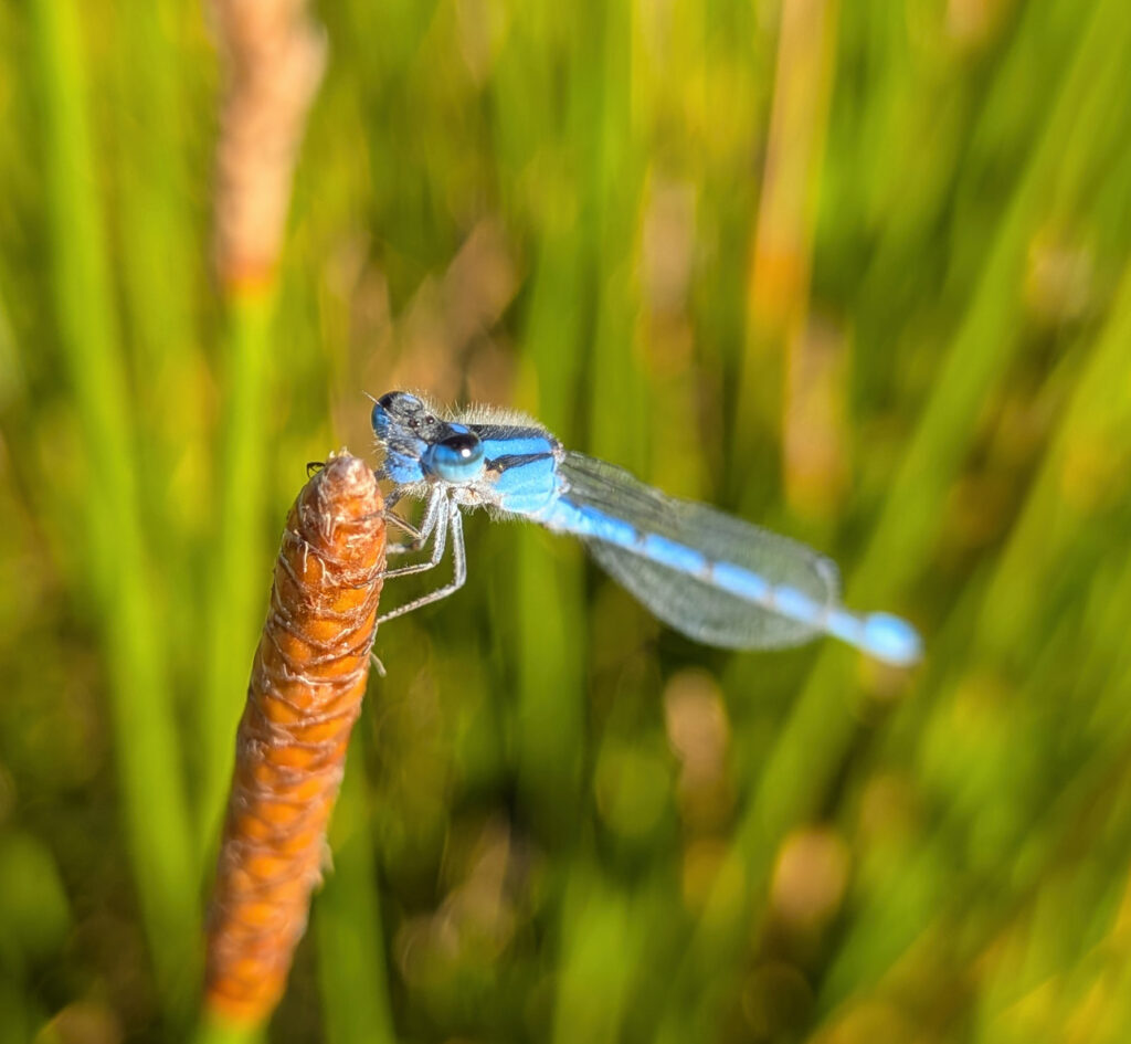 A light blue damselfly sits atop a plant, surrounded by greenery. The image is focused on the damselfly with the background blurred.